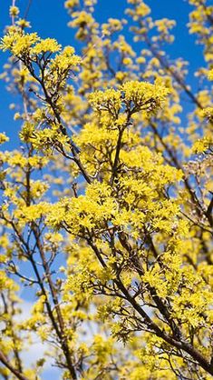 cornus mas